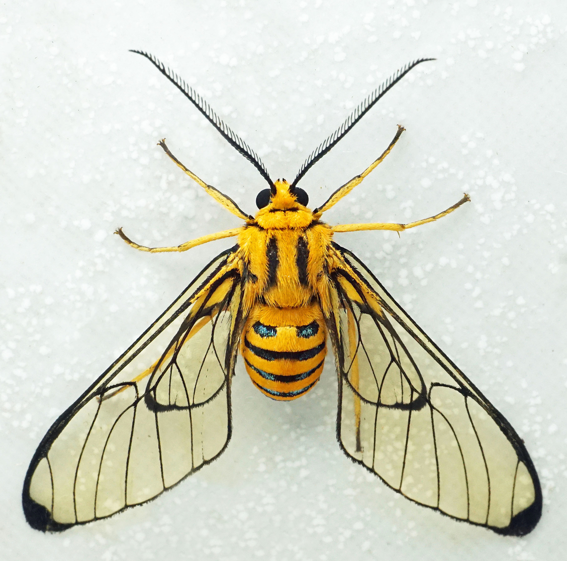 Gymnelia peratea Dapa, Valle Del Cauca<br />
2100m Gymnelia peratea