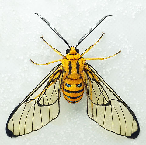 Gymnelia peratea Dapa, Valle Del Cauca
2100m Gymnelia peratea