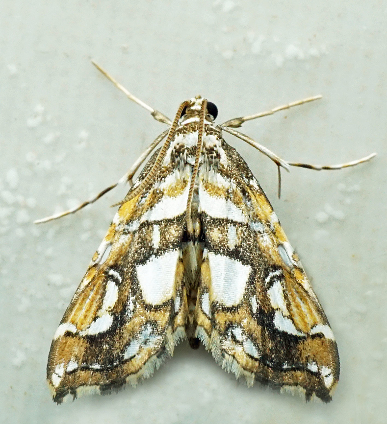 Elophila sp. Dapa, Valle Del Cauca<br />
2100m