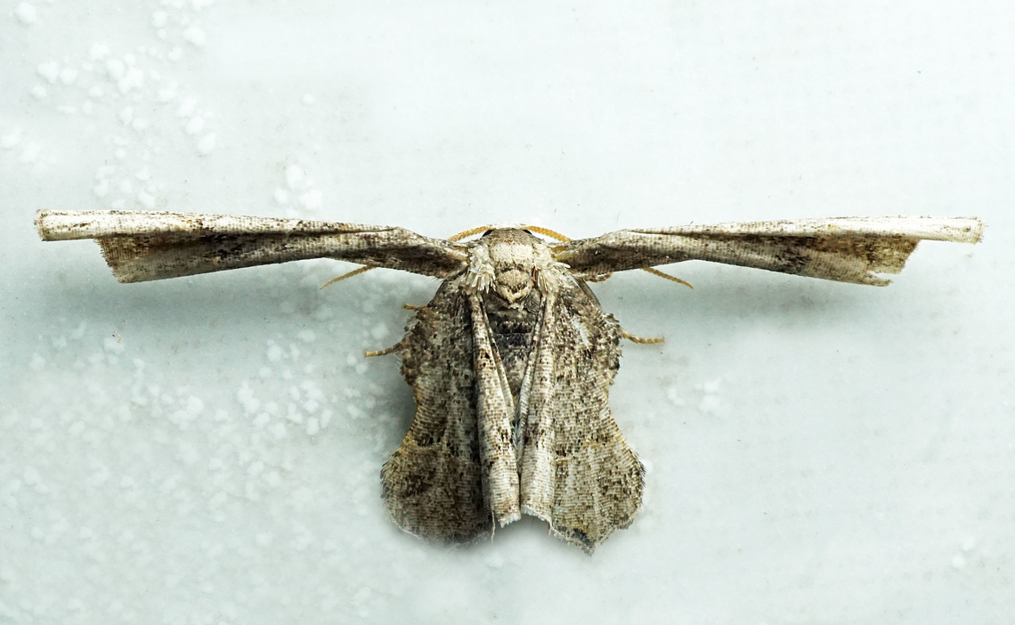 #1306 Dapa, Valle Del Cauca<br />
2100m