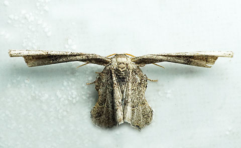 #1306 Dapa, Valle Del Cauca
2100m