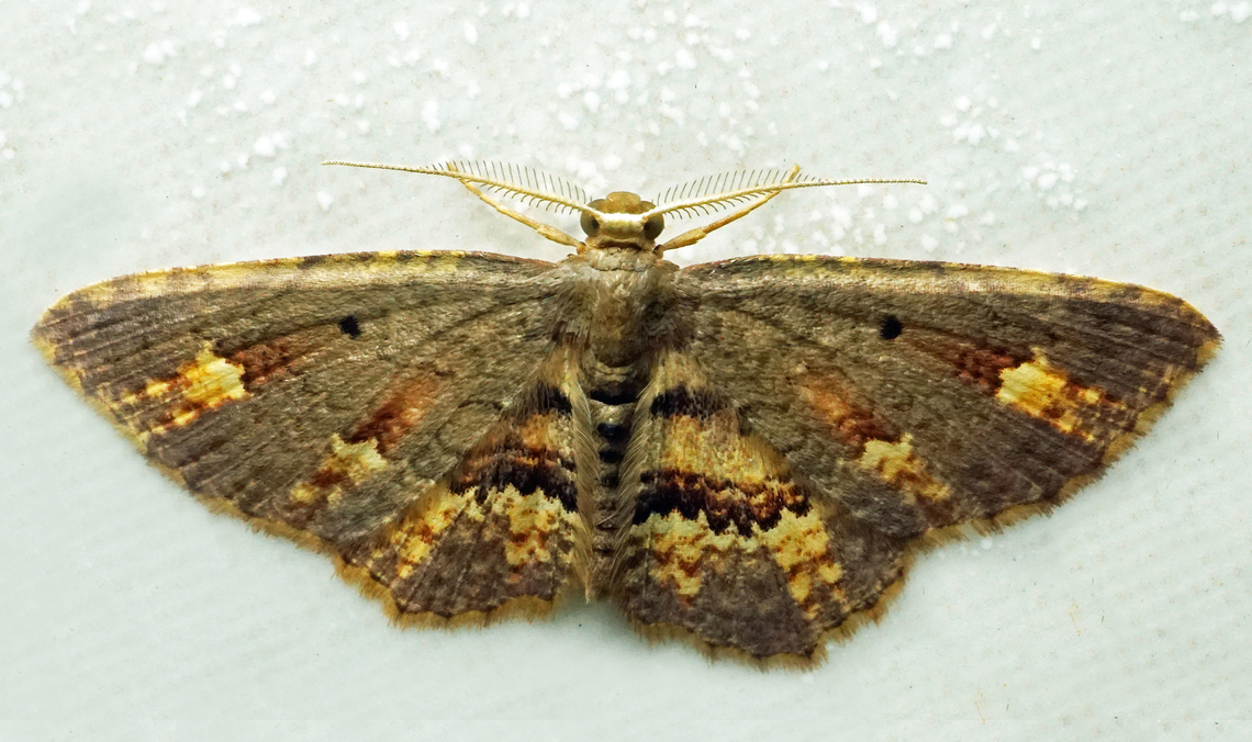 Eois sp. Dapa, Valle Del Cauca<br />
2100m