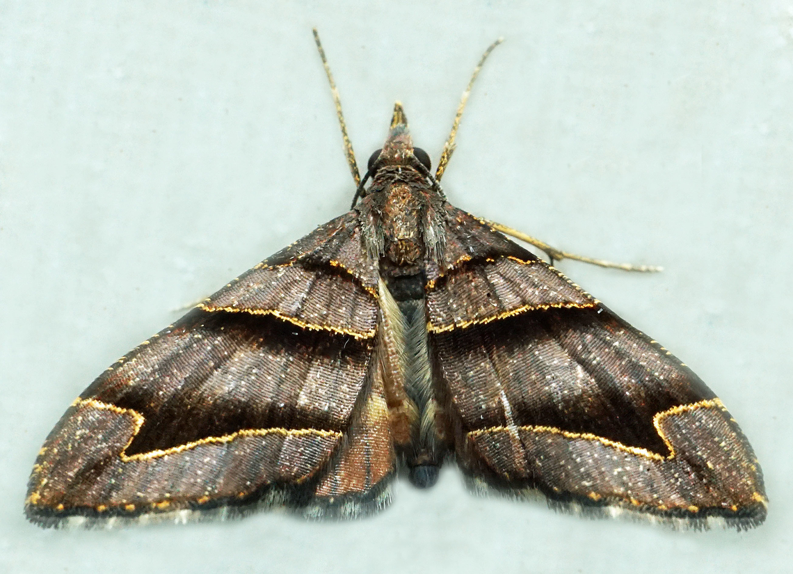 Psaliodes simplex Dapa, Valle Del Cauca<br />
2100m Psaliodes simplex