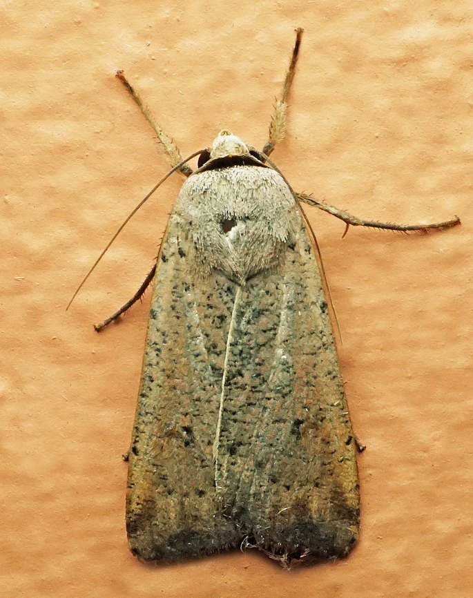 Anicla infecta Dapa, Valle Del Cauca<br />
2100m Anicla infecta,Green Cutworm Moth