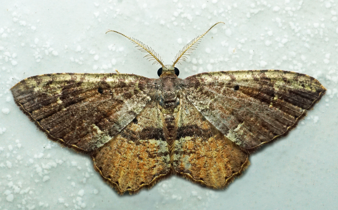 Eois griseicosta Dapa, Valle Del Cauca<br />
2100m Eois griseicosta