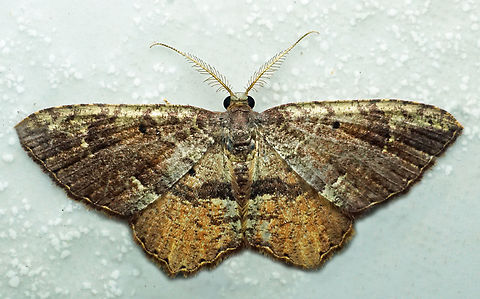 Eois griseicosta Dapa, Valle Del Cauca
2100m Eois griseicosta