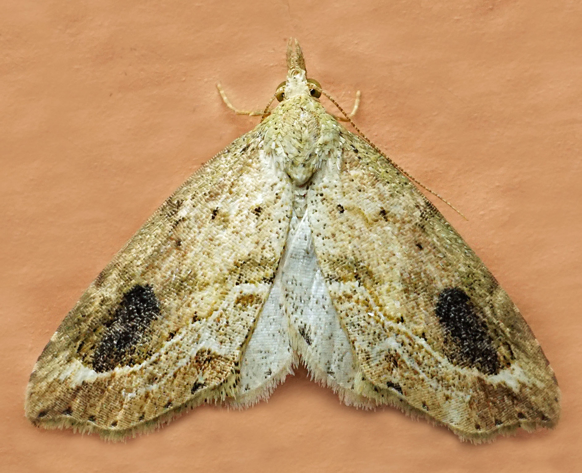 #1307 Dapa, Valle Del Cauca<br />
2100m