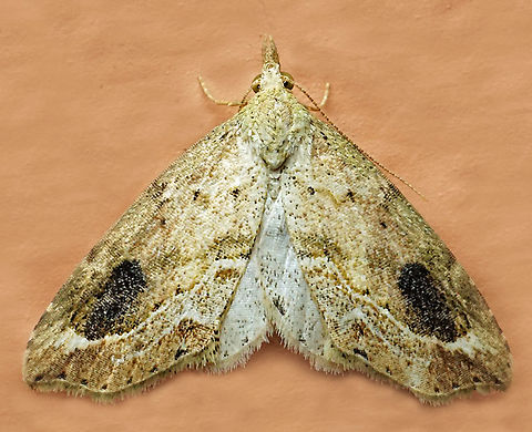 #1307 Dapa, Valle Del Cauca
2100m