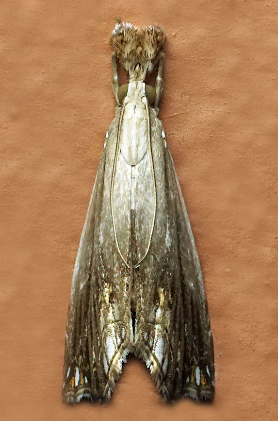 #1308 Dapa, Valle Del Cauca<br />
2100m