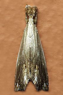 #1308 Dapa, Valle Del Cauca
2100m