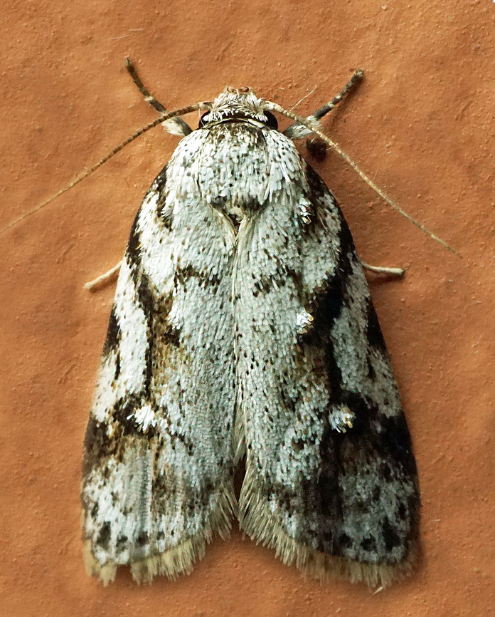 #1309 Dapa, Valle Del Cauca<br />
2100m