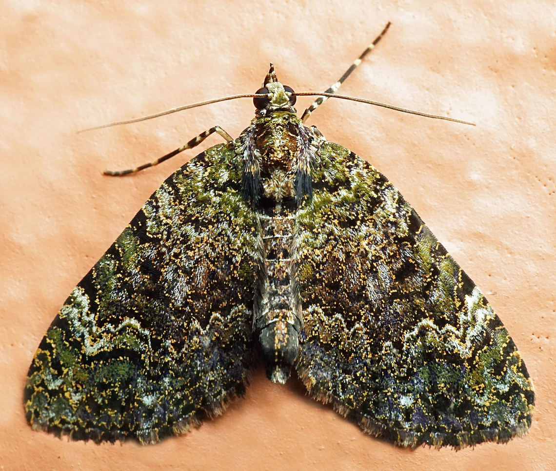 Hydriomena sp. Dapa, Valle Del Cauca<br />
2100m