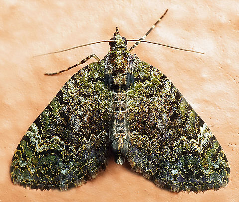 Hydriomena sp. Dapa, Valle Del Cauca
2100m