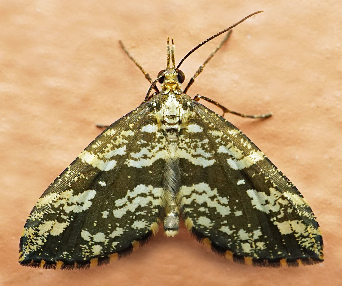 Psaliodes sp. Dapa, Valle Del Cauca<br />
2100m