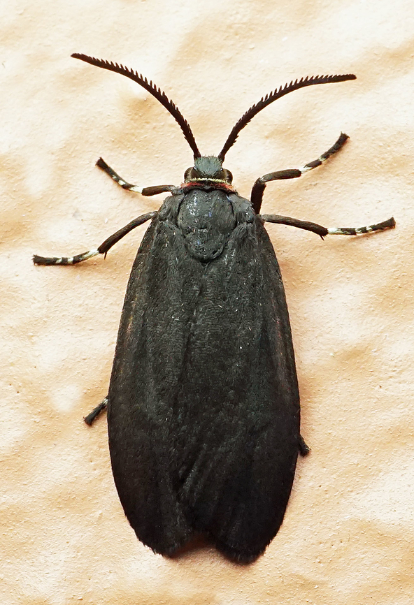 #1312 Dapa, Valle Del Cauca<br />
2100m