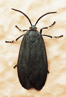 #1312 Dapa, Valle Del Cauca
2100m