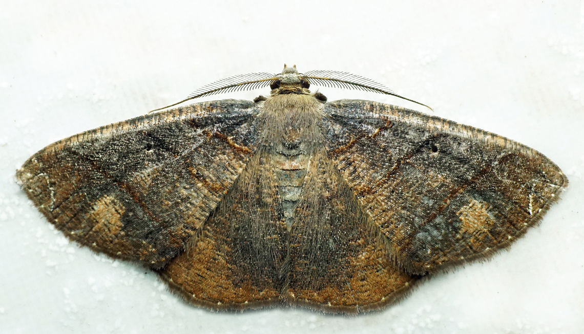 #1313 Dapa, Valle Del Cauca<br />
2100m