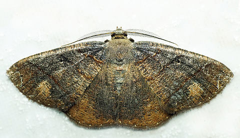 #1313 Dapa, Valle Del Cauca
2100m