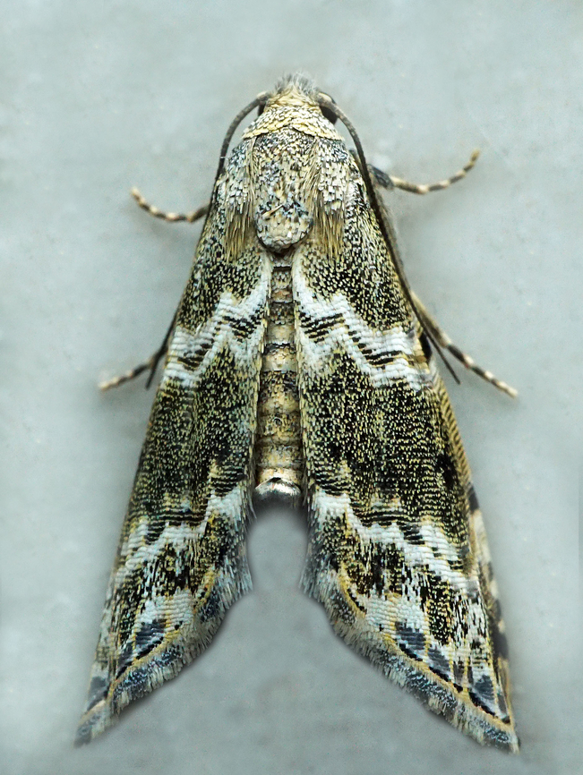 Abablemma sp. Dapa, Valle Del Cauca<br />
2100m