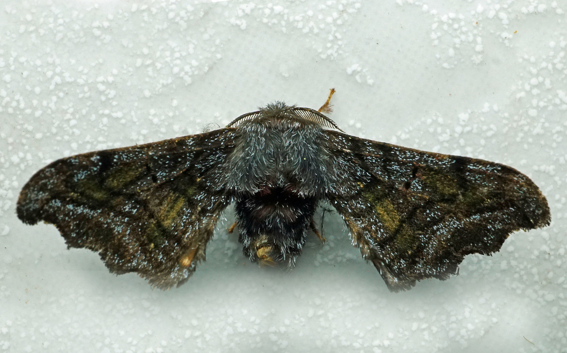 Quentalia sp. Dapa, Valle Del Cauca<br />
2100m