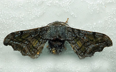 Quentalia sp. Dapa, Valle Del Cauca
2100m