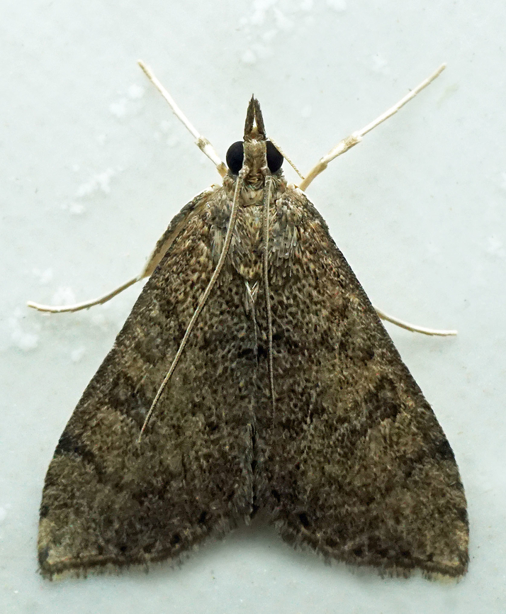 #1314 Dapa, Valle Del Cauca<br />
2100m