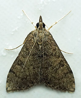 #1314 Dapa, Valle Del Cauca
2100m