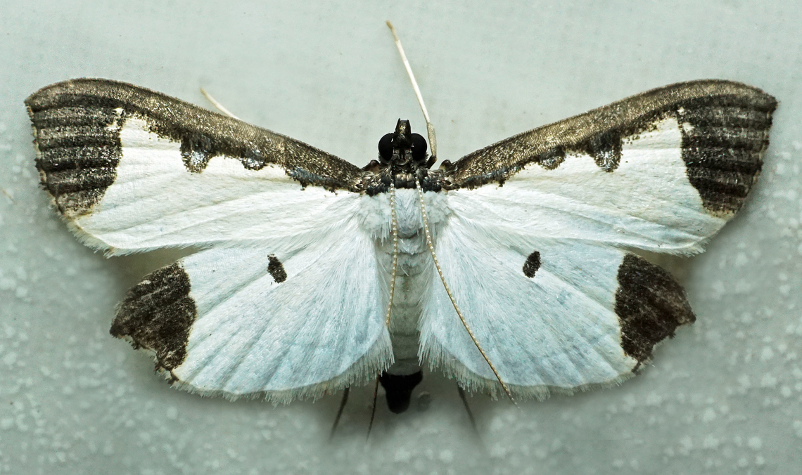 #1315 Dapa, Valle Del Cauca<br />
2100m