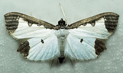 #1315 Dapa, Valle Del Cauca
2100m