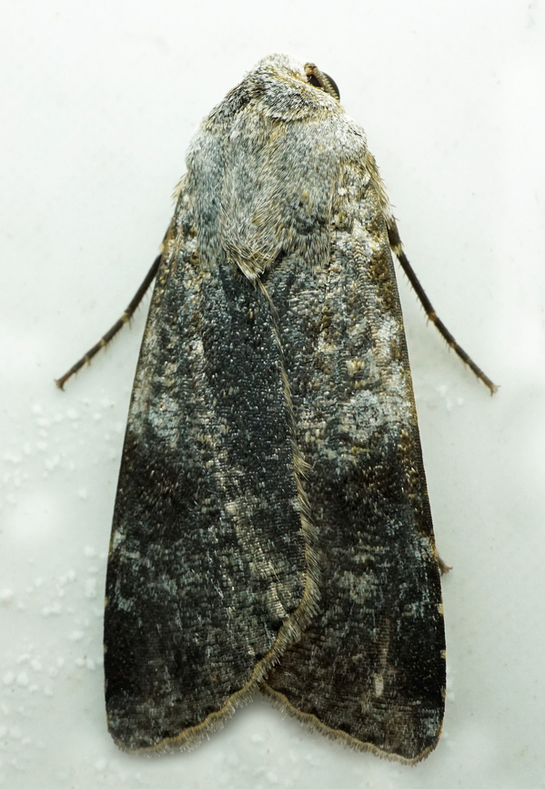 #1316 Dapa, Valle Del Cauca<br />
2100m