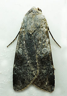 #1316 Dapa, Valle Del Cauca
2100m