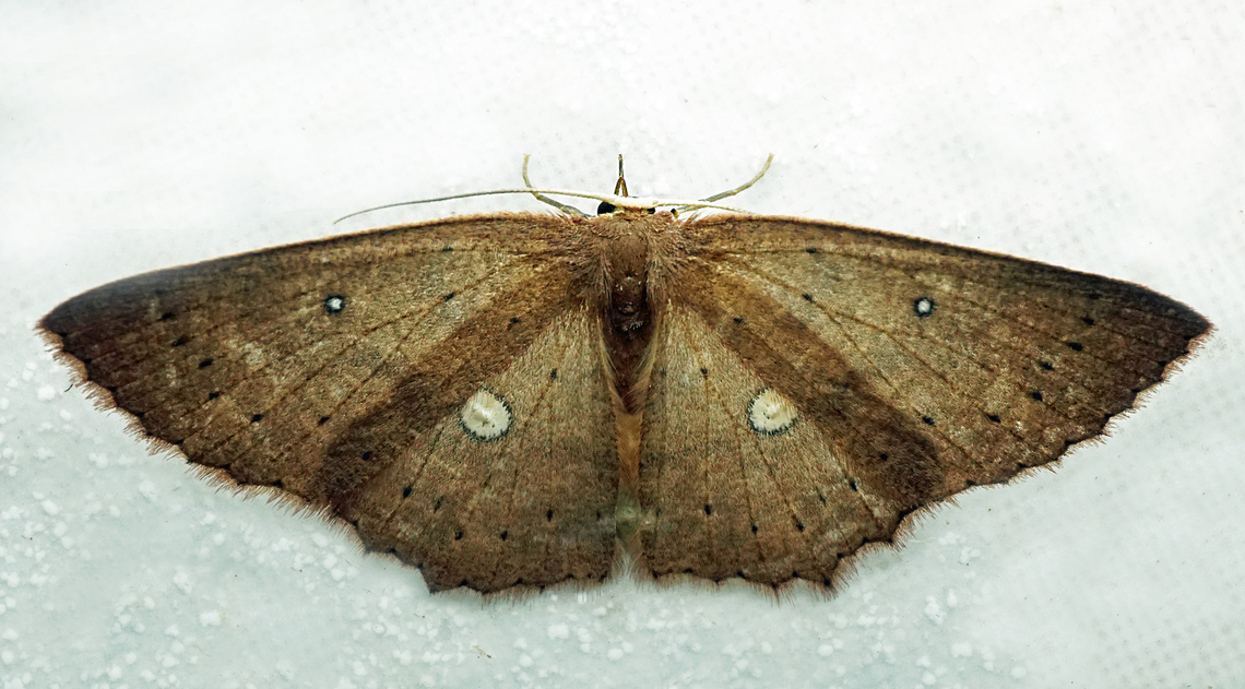 Cyclophora sp. Dapa, Valle Del Cauca<br />
2100m