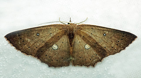 Cyclophora sp. Dapa, Valle Del Cauca
2100m