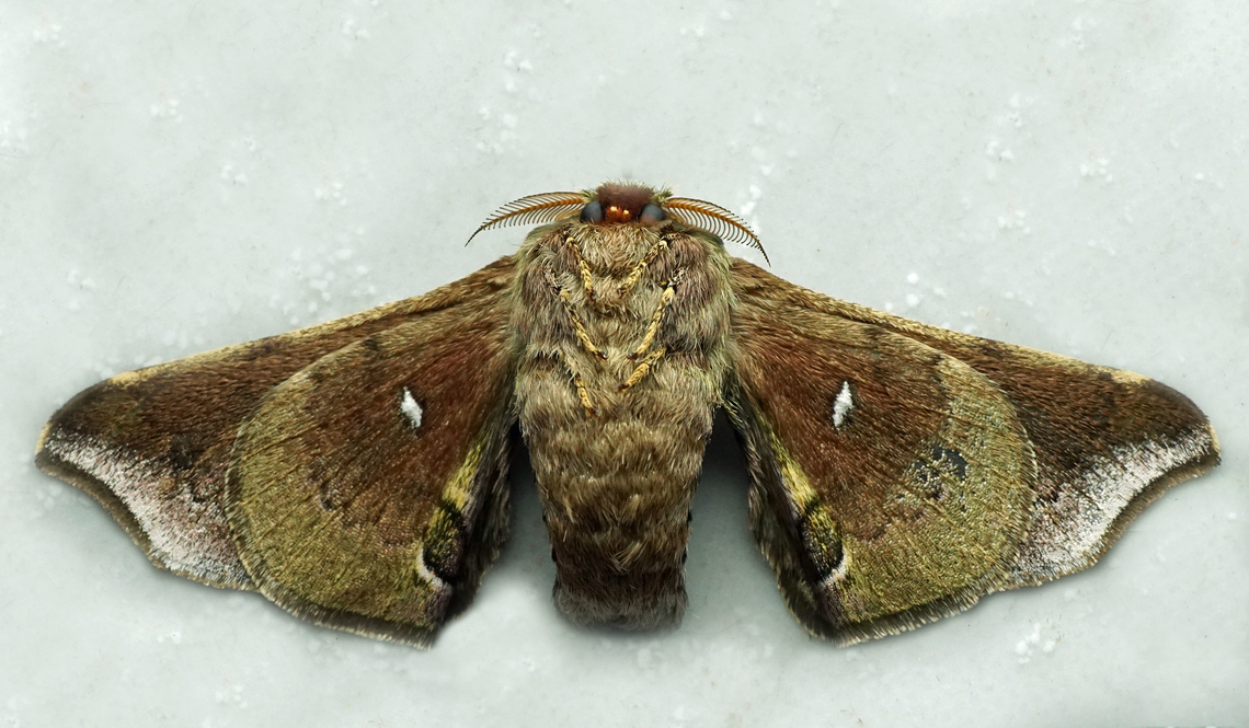 #1318 Dapa, Valle Del Cauca<br />
2100m