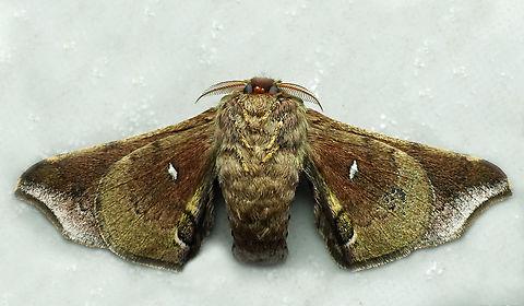 #1318 Dapa, Valle Del Cauca
2100m