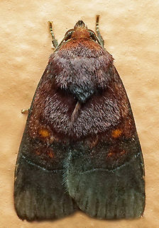 #1319 Dapa, Valle Del Cauca
2100m