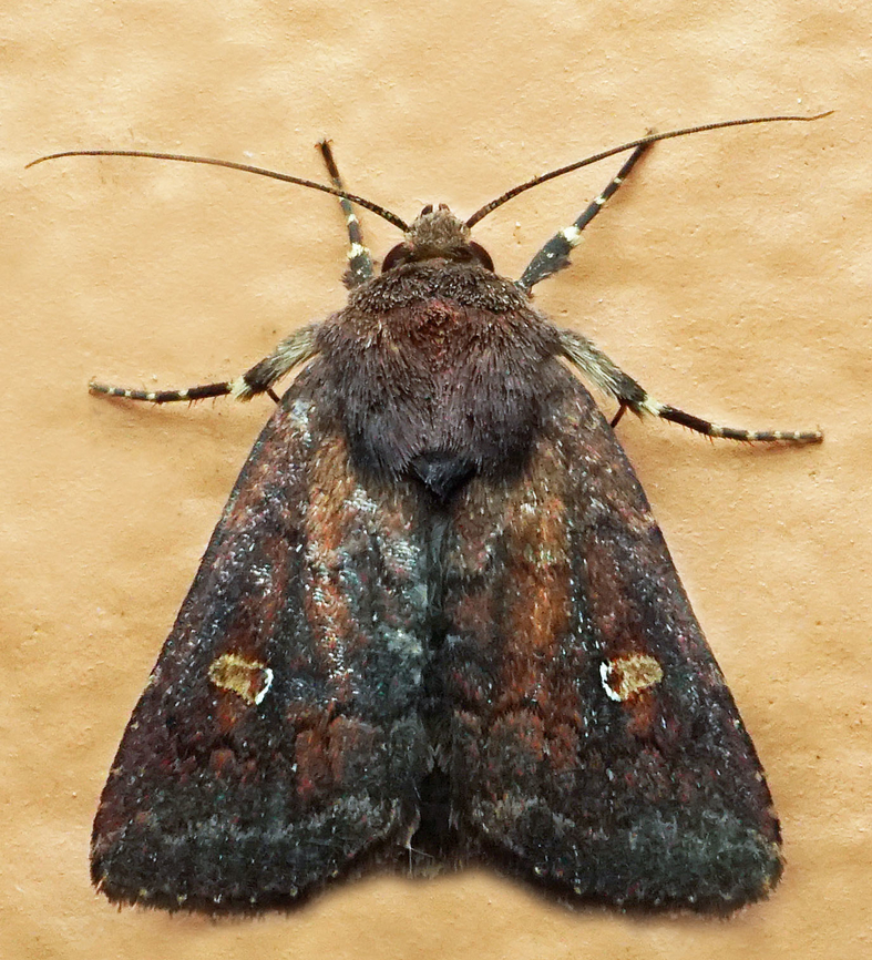 #1320 Dapa, Valle Del Cauca<br />
2100m