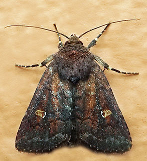 #1320 Dapa, Valle Del Cauca
2100m