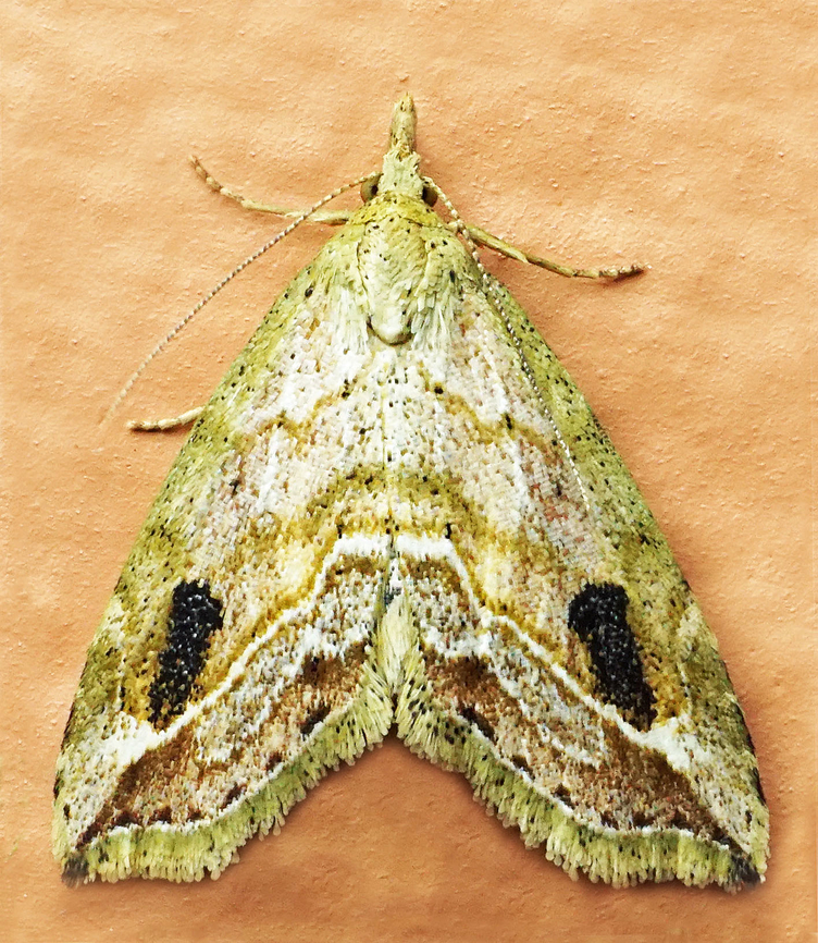 #1321 Dapa, Valle Del Cauca<br />
2100m