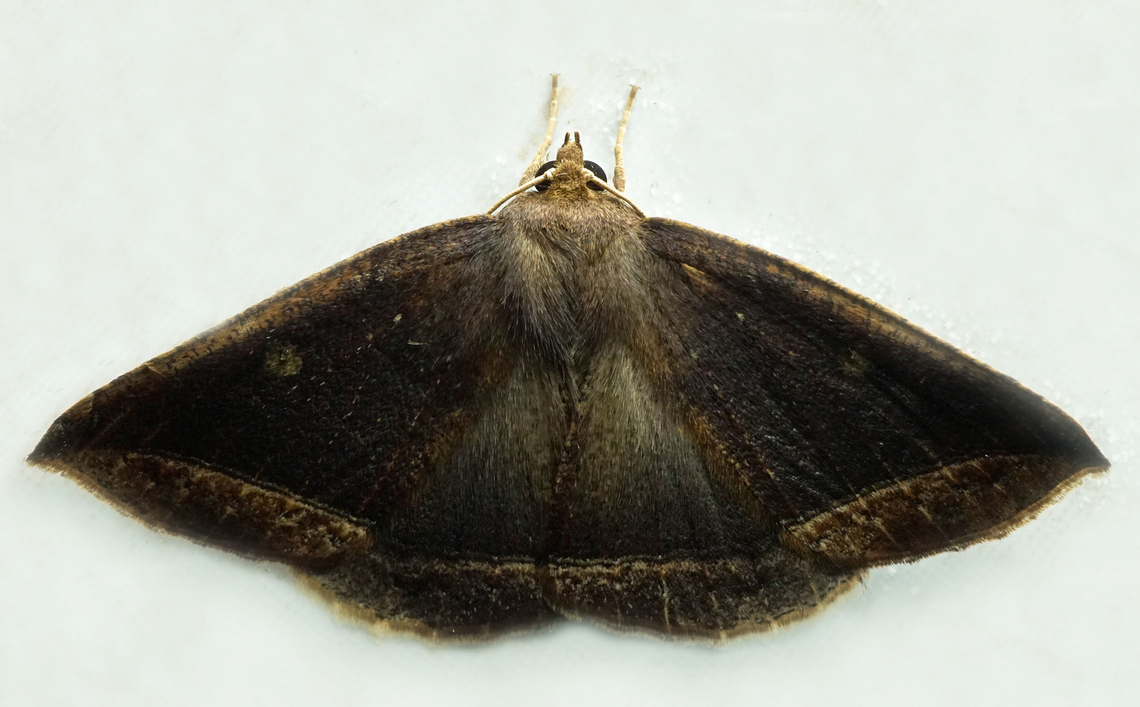 #1322 Dapa, Valle Del Cauca<br />
2100m