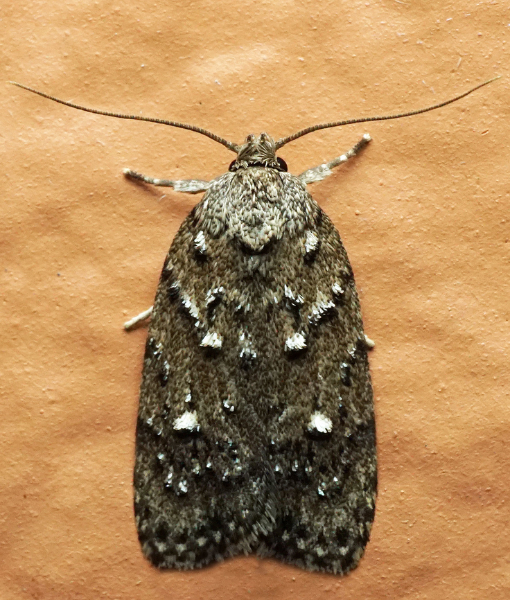 #1323 Dapa, Valle Del Cauca<br />
2100m