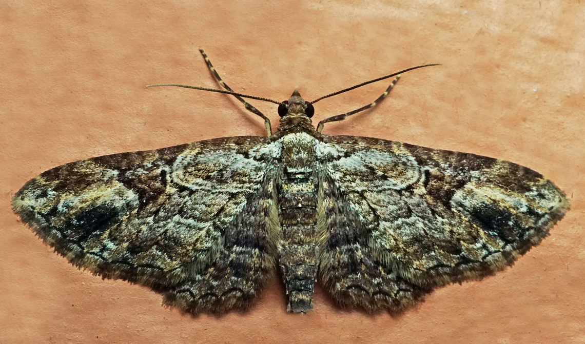 #1324 Dapa, Valle Del Cauca<br />
2100m