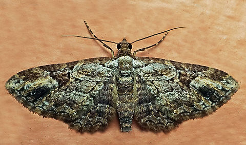 #1324 Dapa, Valle Del Cauca
2100m