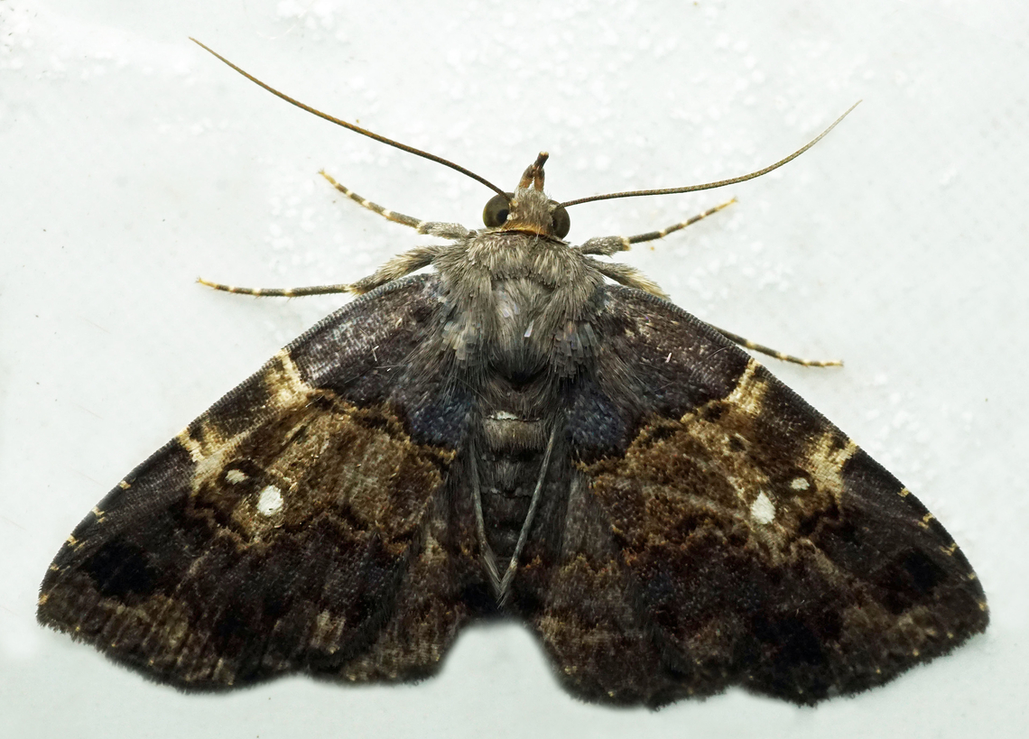 #1325 Dapa, Valle Del Cauca<br />
2100m