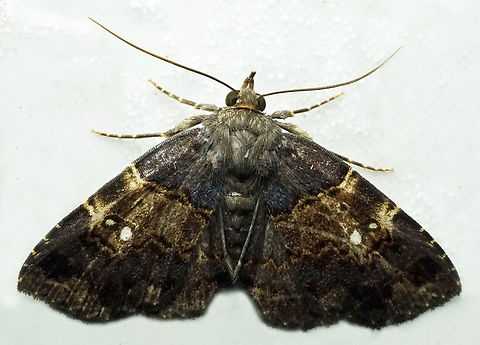 #1325 Dapa, Valle Del Cauca
2100m