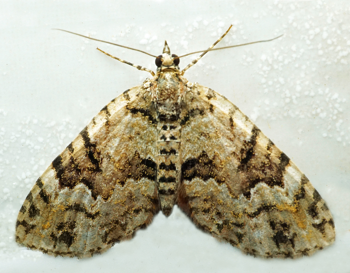 #1326 Dapa, Valle Del Cauca<br />
2100m