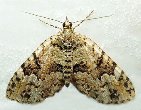 #1326 Dapa, Valle Del Cauca
2100m