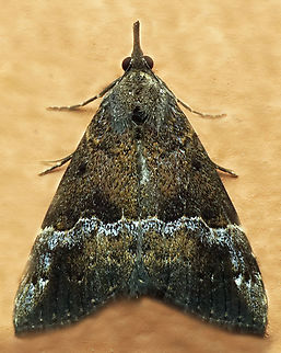 Hypena sp, Dapa, Valle Del Cauca
2100m
