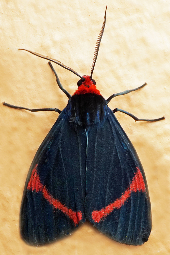 Coreura sp. Dapa, Valle Del Cauca<br />
2100m Coreura simsoni