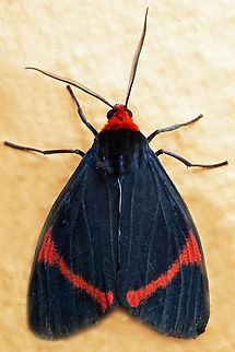 Coreura sp. Dapa, Valle Del Cauca
2100m Coreura simsoni